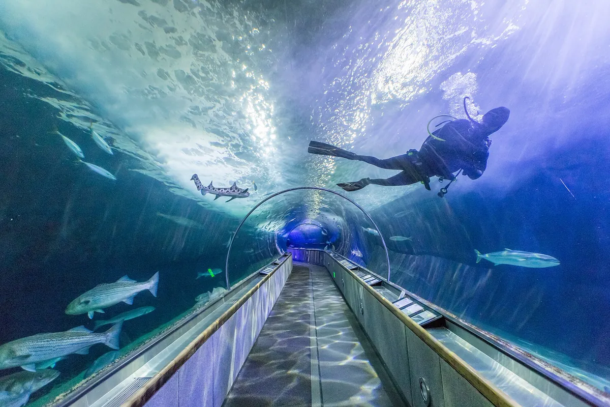 Aquarium of the Bay
