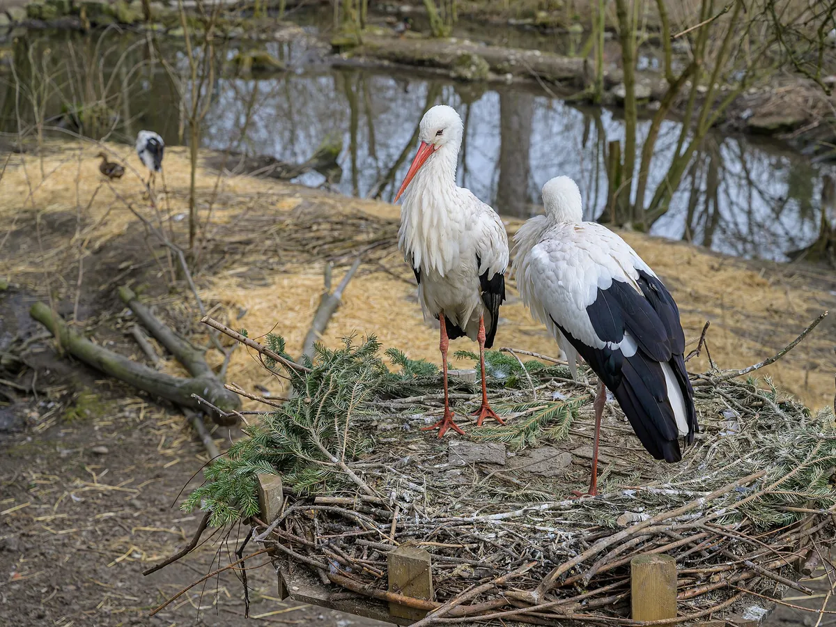 Tiergarten Wels
