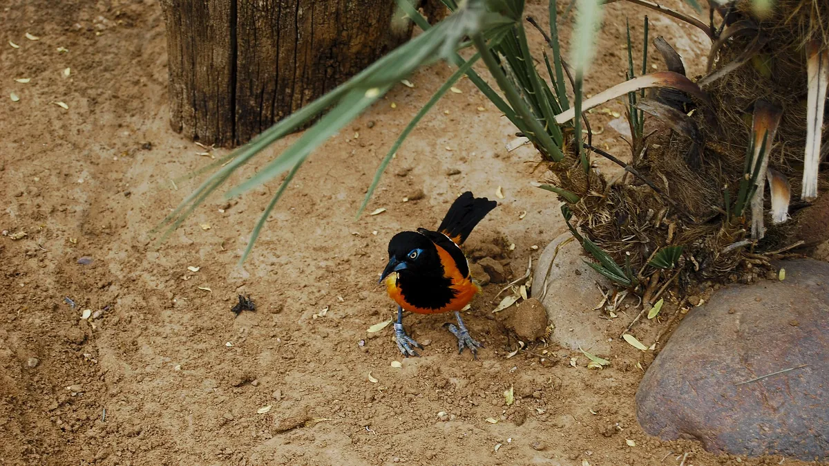 El Paso Zoo