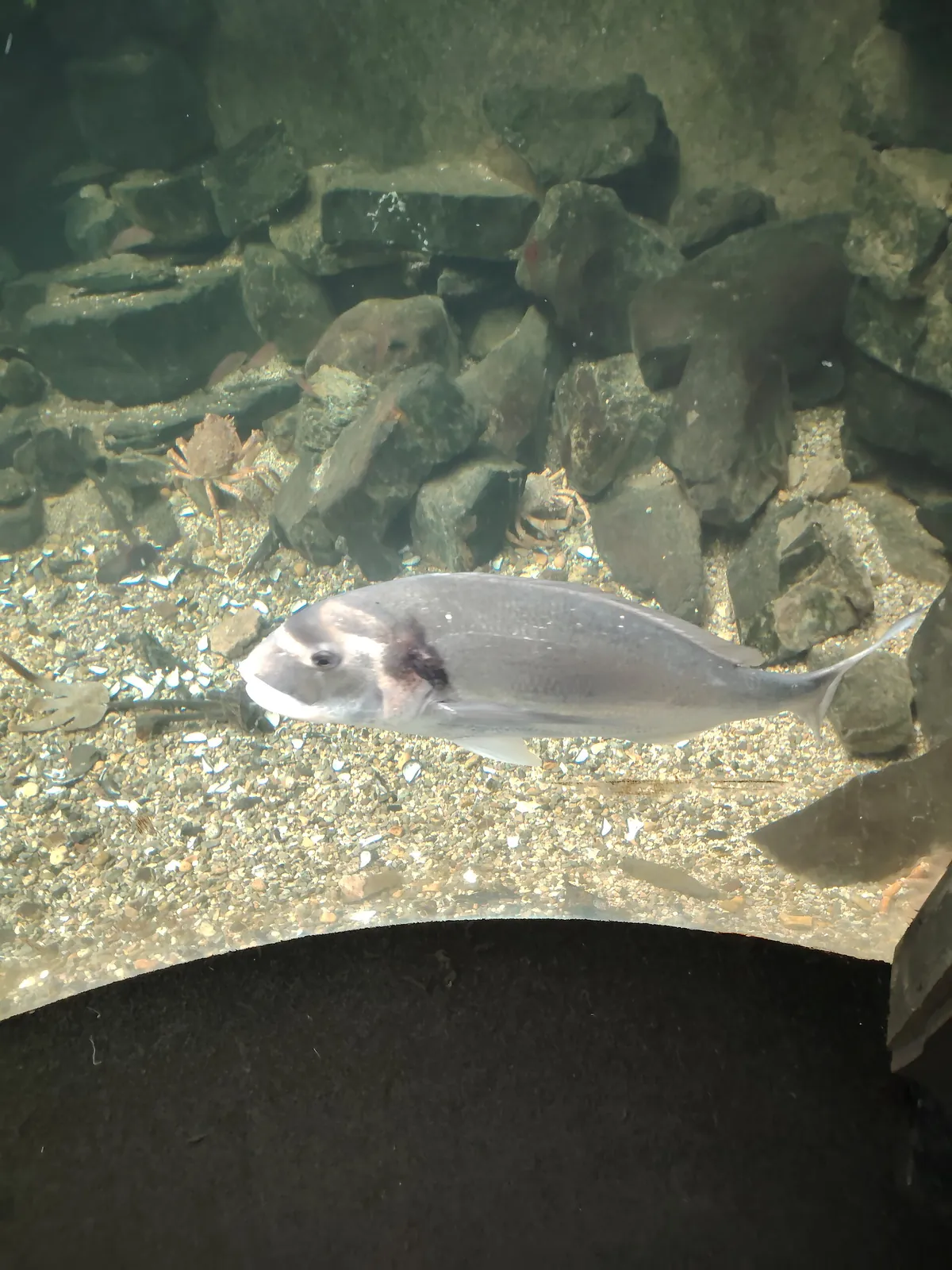 Anglesey Sea Zoo