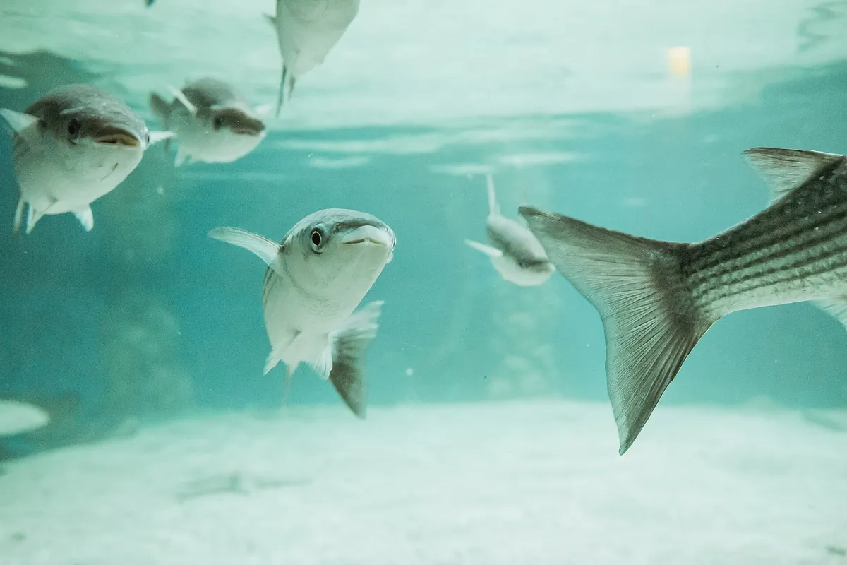 Aquarium Pula