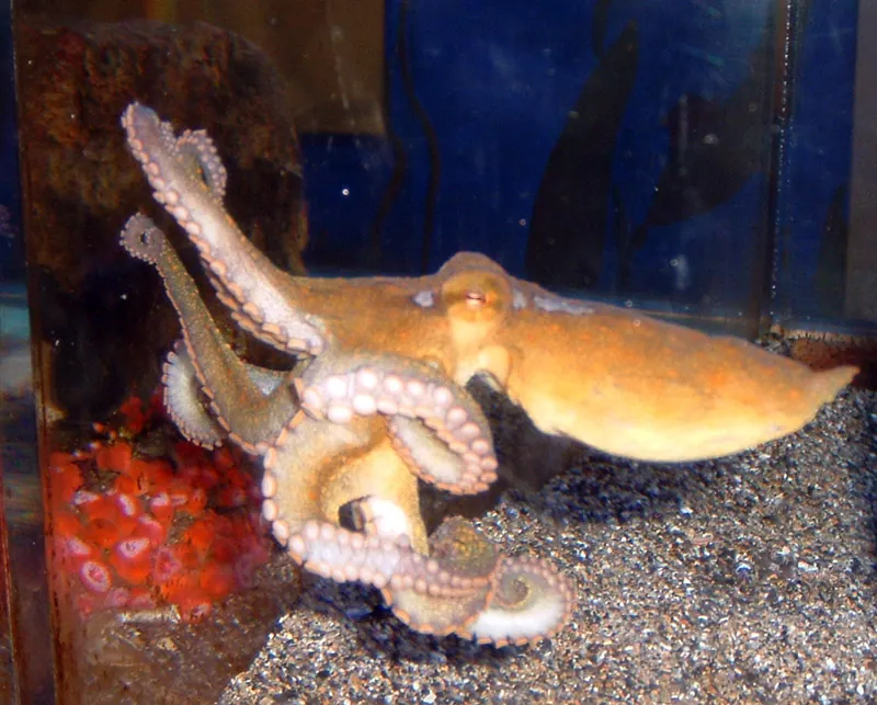 Heal the Bay Aquarium