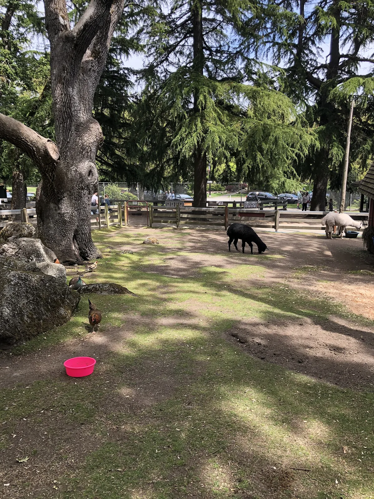 Beacon Hill Children's Farm