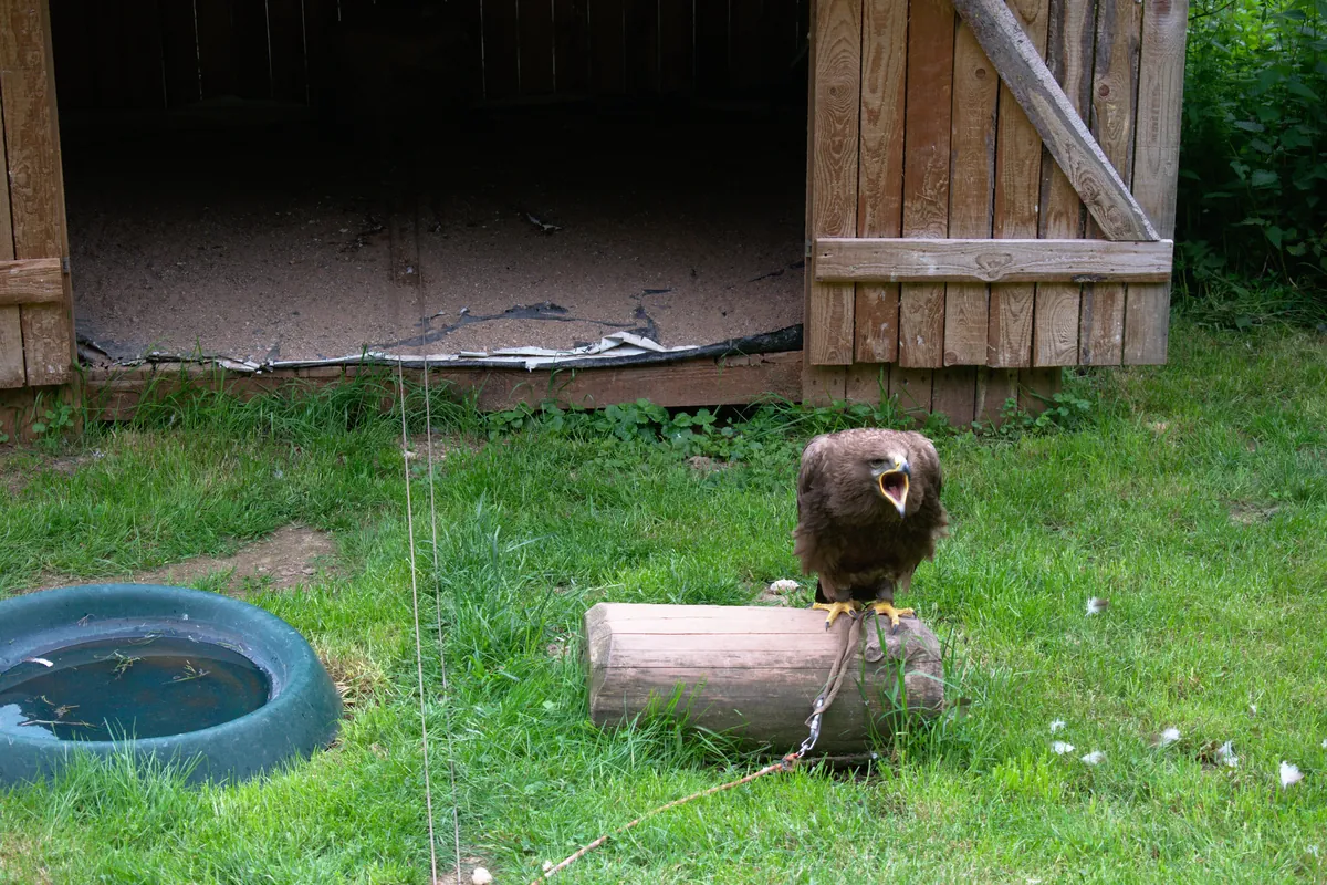 Greifvogelpark Saarburg