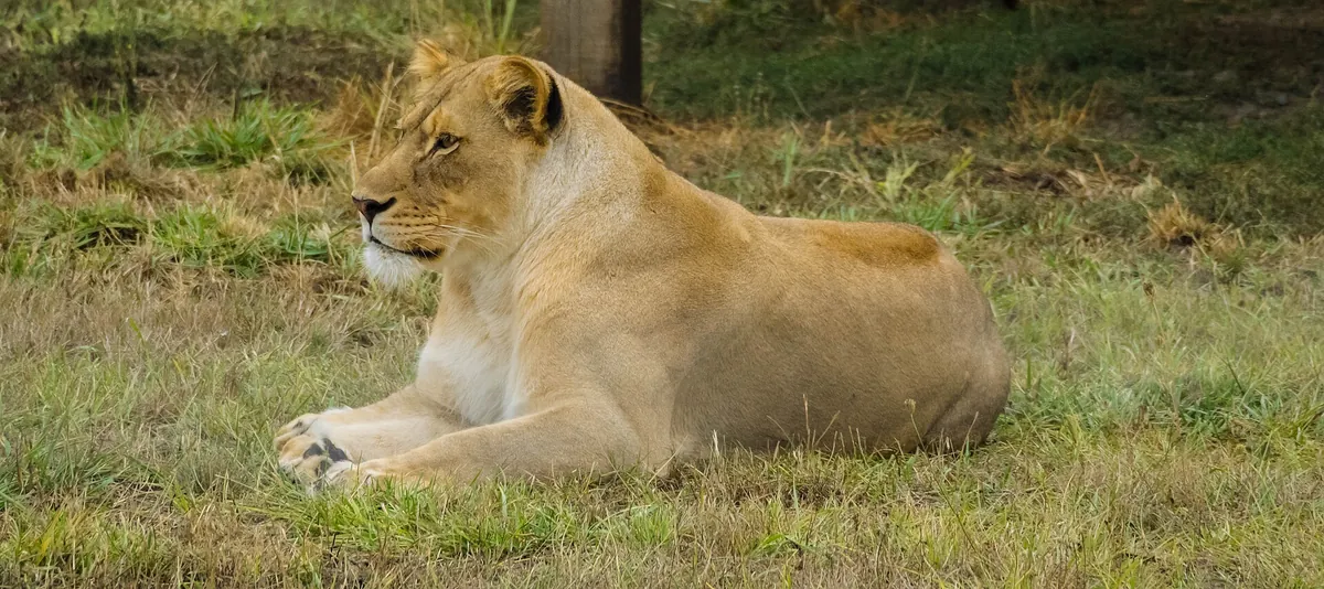 Wildlife Safari
