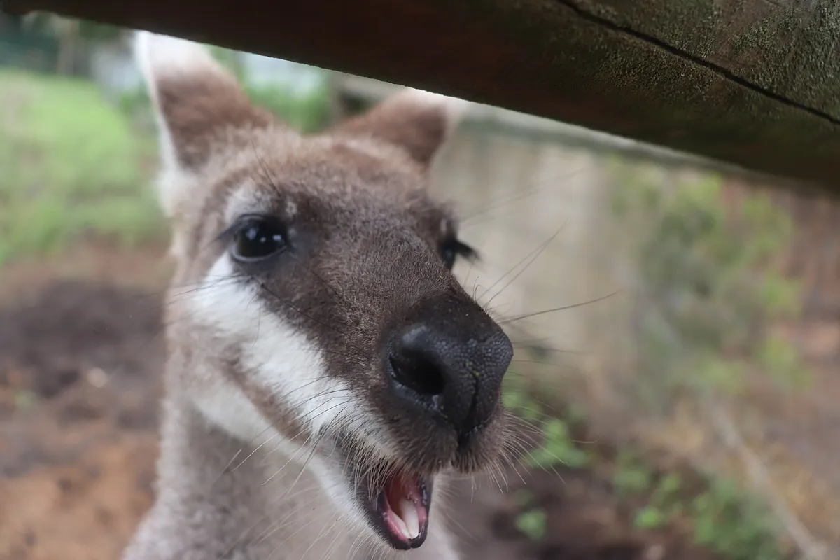 Darling Downs Zoo