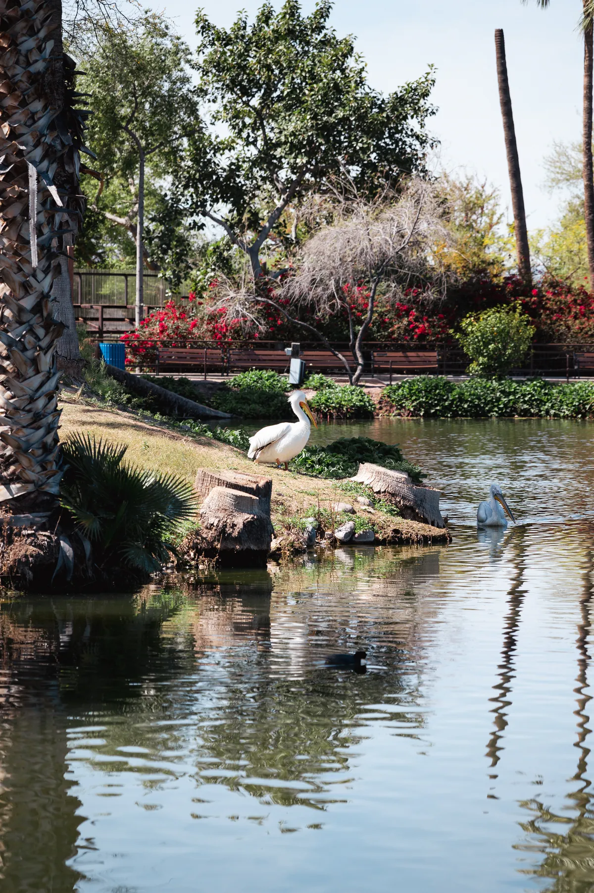 Phoenix Zoo