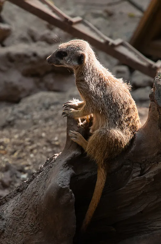 Cheptainville Zoo