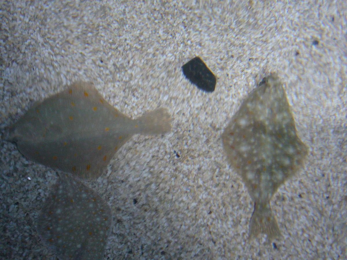 Sylt Aquarium
