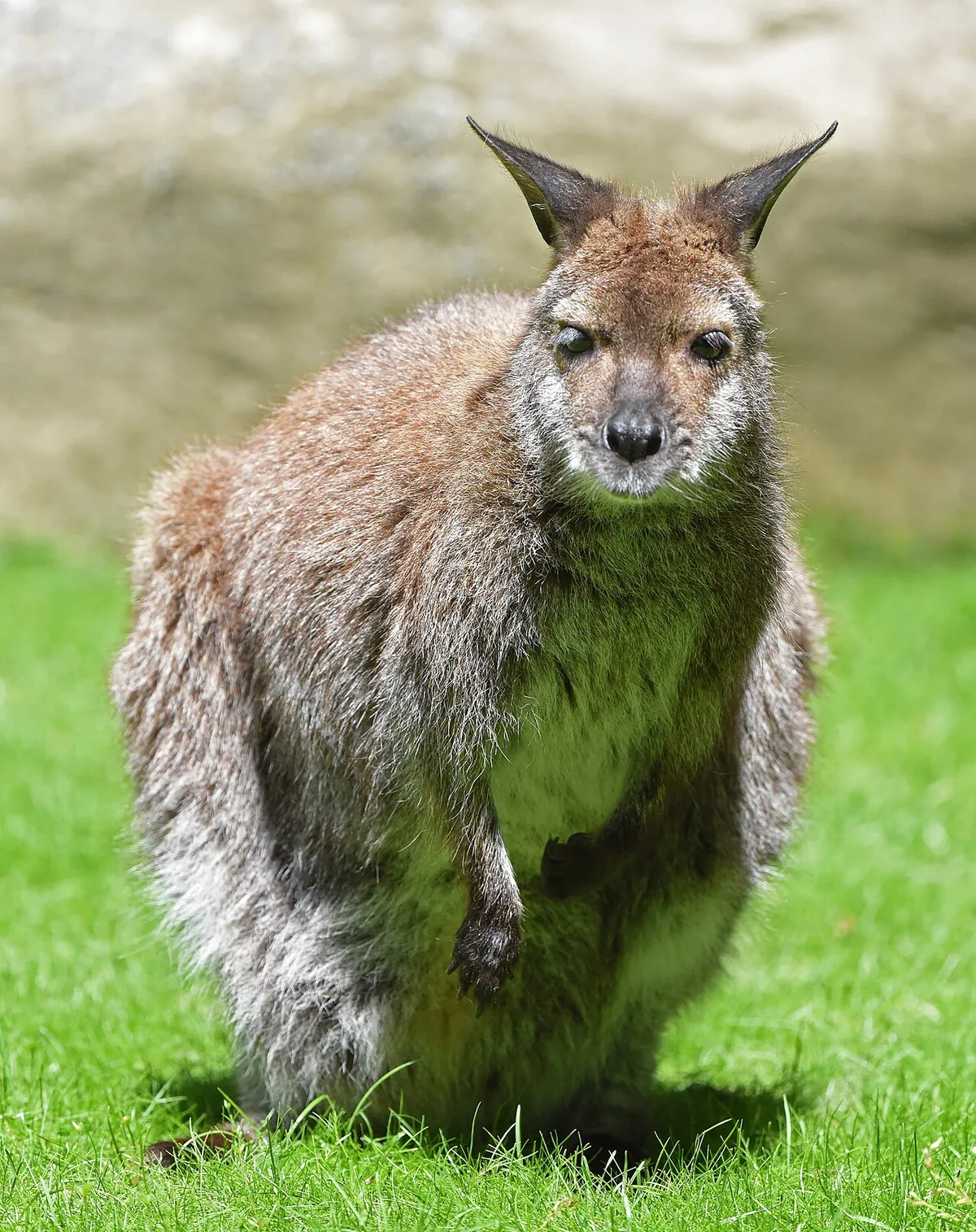 Zoo de Servion