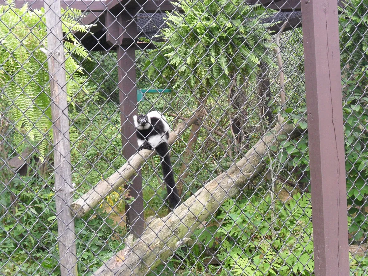 York's Wild Kingdom