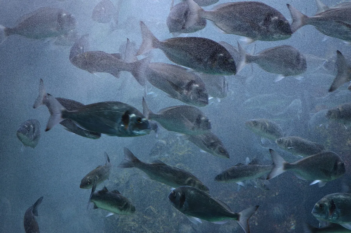 Oceanopolis