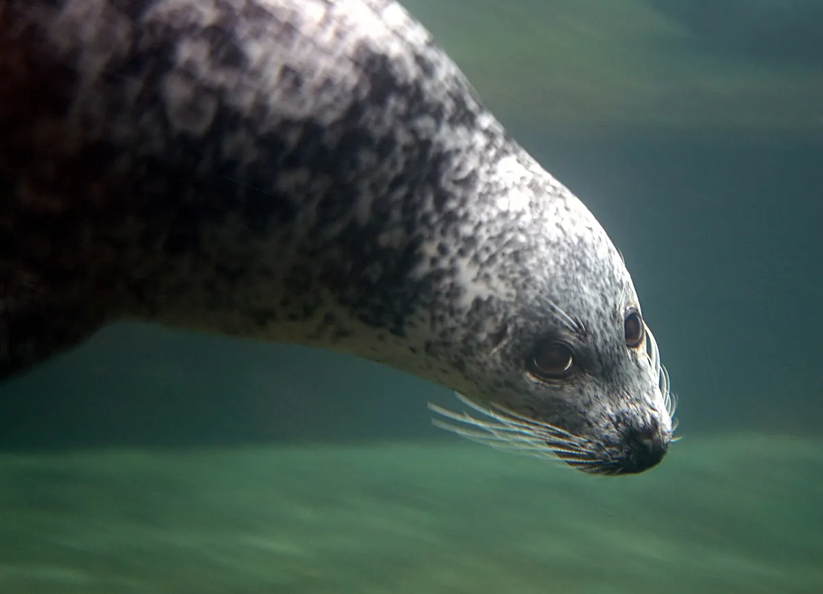 Odense Zoo