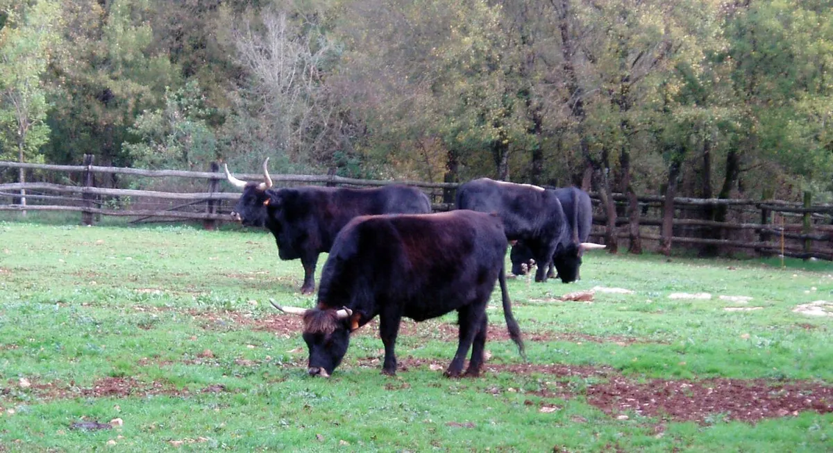 Parc animalier de Gramat
