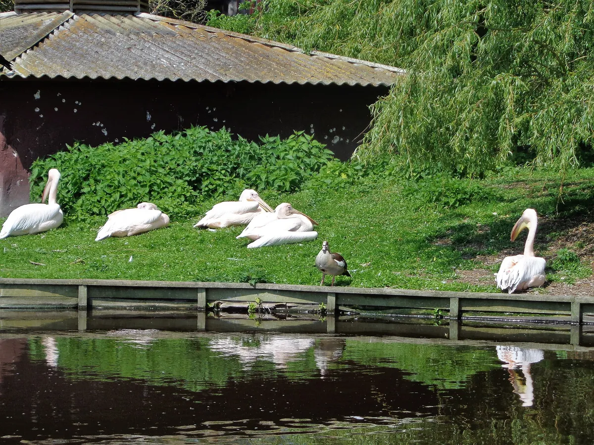 Vogelpark Niendorf